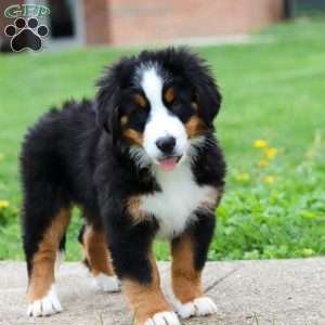 Casey, Bernese Mountain Dog Puppy